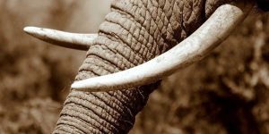 Bénin/Trafic illicite d’ivoire d’éléphants : Des millions de dollars en jeu